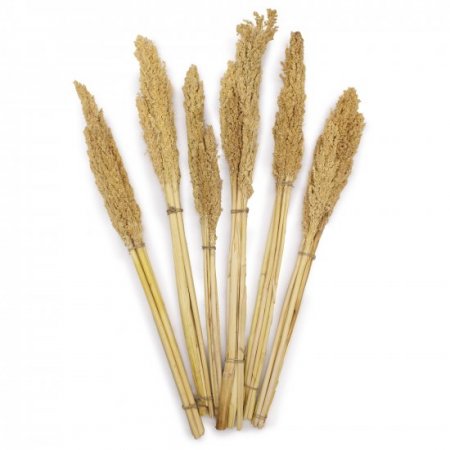 (image for) Cantal Grass Bunch - Natural