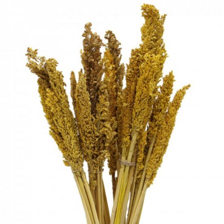 (image for) Cantal Grass Bunch - Amber