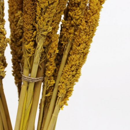 (image for) Cantal Grass Bunch - Amber