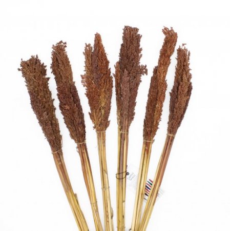 (image for) Cantal Grass Bunch - Chocolate
