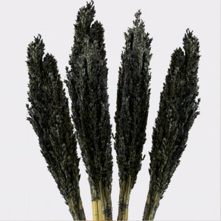 (image for) Cantal Grass Bunch - Black