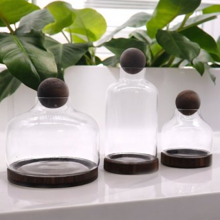 (image for) Medium Ball Top Terrarium on Dark Tung Wood