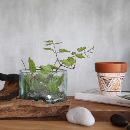(image for) Molten Glass Tank on Wood with Stand - Medium Bowl