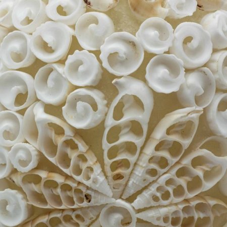 (image for) Boho Sea Shell Lamp - Cut Art Shell Oval - 15cm