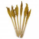 (image for) Cantal Grass Bunch - Amber