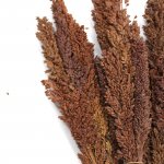 (image for) Cantal Grass Bunch - Chocolate