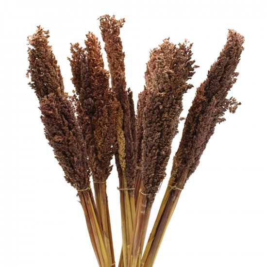 (image for) Cantal Grass Bunch - Chocolate