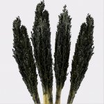(image for) Cantal Grass Bunch - Black