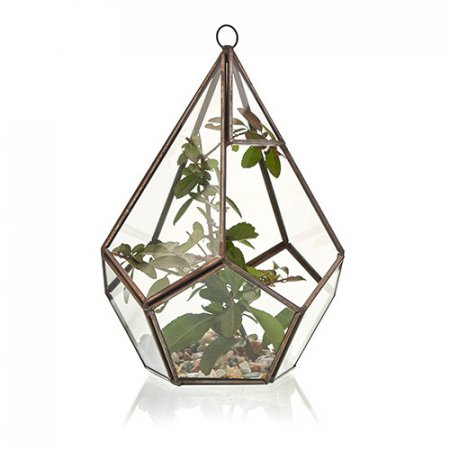 (image for) Glass Terrarium - Large Pentagon