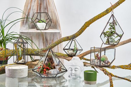 (image for) Glass Terrarium - Large Pentagon