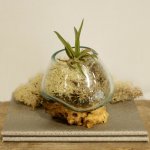 (image for) Molten Glass on Wood - Small Bowl