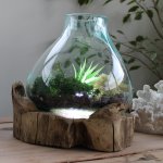 (image for) Molten Glass Large Fish Tank 3.7 litre (with light cavity)- 30cm
