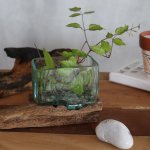 (image for) Molten Glass Tank on Wood with Stand - Medium Bowl