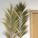 (image for) Rayung Grass Natural - 2m