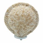 (image for) Boho Sea Shell Lamp - Cut Art Shell Large Round - 30cm