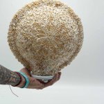 (image for) Boho Sea Shell Lamp - Cut Art Shell Large Round - 30cm